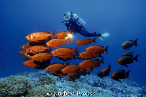 Red Squadron
Diver watches a shoal Common Bigeyes (Prian... by Norbert Probst 